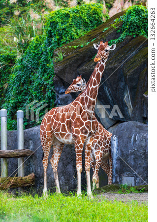 The giraffe family in the zoo The giraffe family in the zoo 132664263