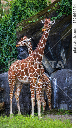 The giraffe family in the zoo 132664264