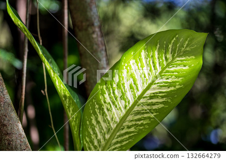 Close-up of white and green variegated leaves against the light 132664279