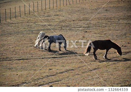 Animals grazing on the grassland 132664339