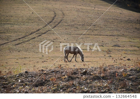 遼闊的土地 132664548