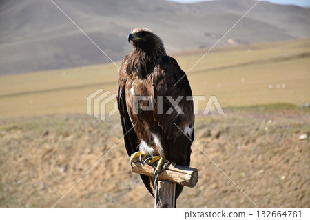 Dignified bird Dignified bird 132664781