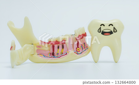 Sad Cartoon Tooth Beside Jaw Model 132664800