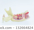 Detailed Anatomical Model of Human Jawbone 132664824