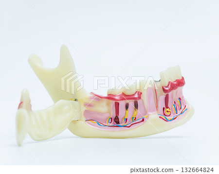 Detailed Anatomical Model of Human Jawbone 132664824