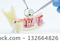Dental Cavity Inspection on Jaw Model 132664826