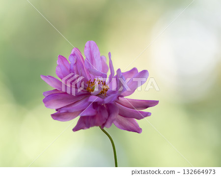 紅紫色貴船菊 紅紫色貴船菊 132664973