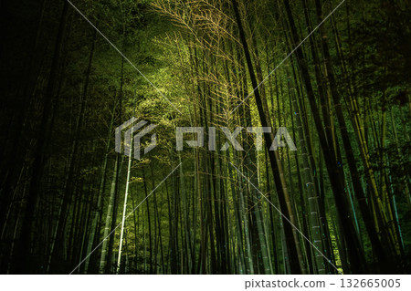 bamboo grove light up at night in Kodai-ji temple, Kyoto, Japan bamboo grove light up at night in Kodai-ji temple, Kyoto, Japan 132665005