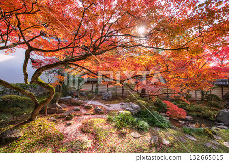 Big maple tree with red leaf of Eikando temple garden at autumn, Kyoto 132665015
