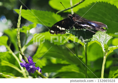 great eggfly Hypolimnas bolina butterfly on leaf with purple flower great eggfly Hypolimnas bolina butterfly on leaf with purple flower 132665028
