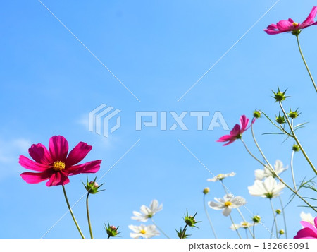 Cosmos shining in the autumn sky 132665091