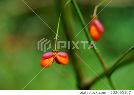 Komiyumi's fruit 132665107