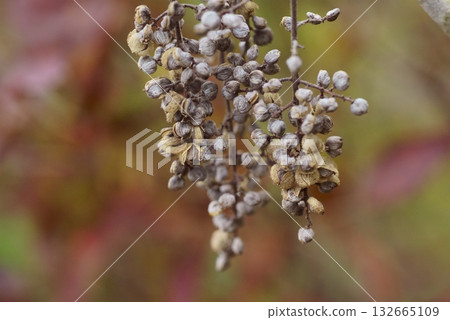 晚秋漆樹果實 132665109