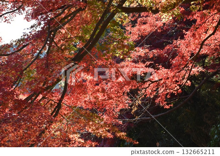 Beautiful autumn leaves 132665211