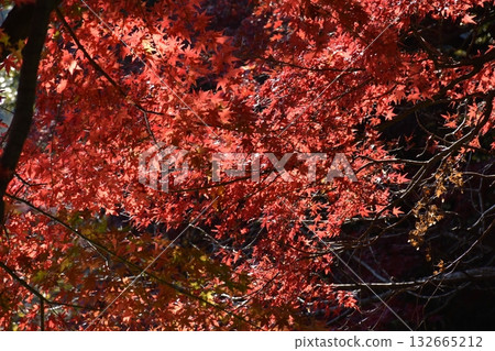 Beautiful autumn leaves 132665212