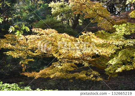 Beautiful autumn leaves Beautiful autumn leaves 132665219