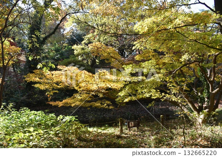 Beautiful autumn leaves Beautiful autumn leaves 132665220