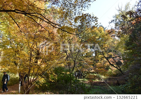 Beautiful autumn leaves 132665221