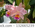 美麗的植物 132665239