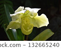 美麗的植物 132665240