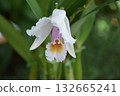美麗的植物 132665241