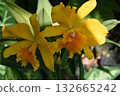 美麗的植物 132665242