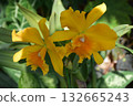 美麗的植物 132665243