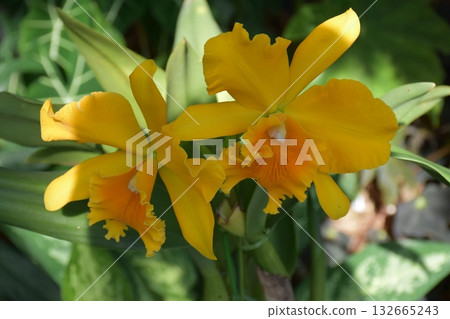 美麗的植物 132665243