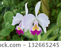 美麗的植物 132665245