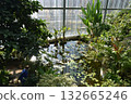 美麗的植物 132665246