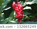 美麗的植物 132665249