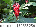 美麗的植物 132665250