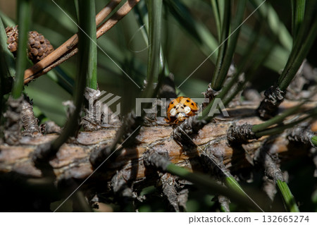 A Colorful Ladybug Graciously Resting Among the Various Pine Needles of the Forest Floor A Colorful Ladybug Graciously Resting Among the Various Pine Needles of the Forest Floor 132665274
