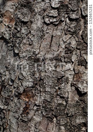 A CloseUp View of the Intricate and Detailed Texture of Tree Bark in Natures Beauty 132665281