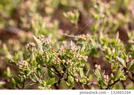 The Beauty of Budding Greenery Adorned with Delicate and Vibrant Blossoms in Nature 132665284