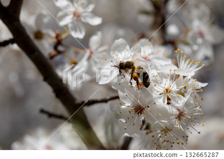 A beautiful bee actively pollinating stunning white cherry blossom flowers in springtime 132665287
