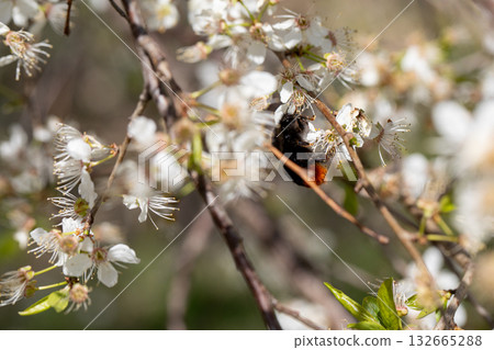 A Busy Bumblebee Skillfully Pollinates the Blossoming Cherry Flowers in Full Blooming Glory 132665288