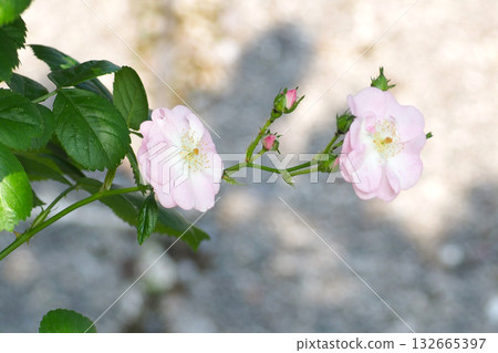 淺玫瑰色粉紅色 132665397