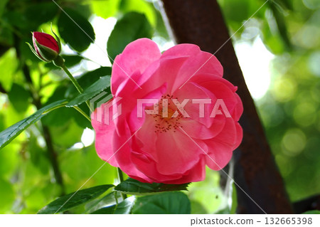 深粉色玫瑰 132665398