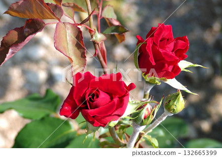 A red rose 132665399