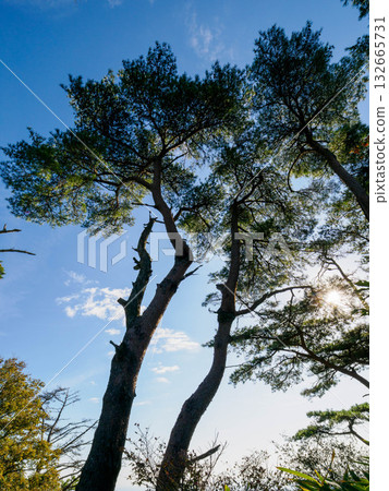 The hiking trail of Mt. Rokko covered with large trees The hiking trail of Mt. Rokko covered with large trees 132665731