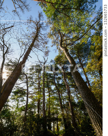 六甲山的登山小徑兩旁綠樹成蔭。 六甲山的登山小徑兩旁綠樹成蔭。 132665733