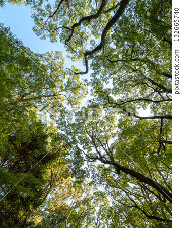 The hiking trail of Mt. Rokko covered with large trees 132665740