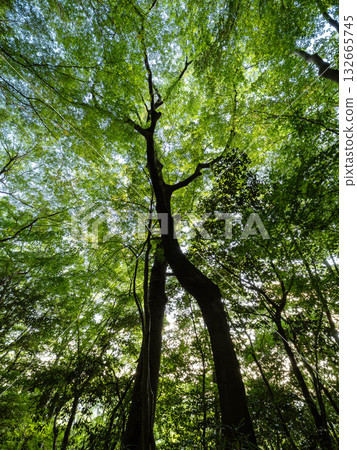 The hiking trail of Mt. Rokko covered with large trees The hiking trail of Mt. Rokko covered with large trees 132665745