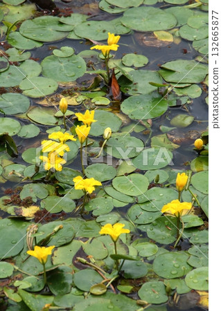 黃色朝薩花 132665877