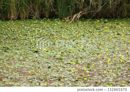 Yellow floating hearts bloom in autumn at Hinoike Park (Nishinomiya City, Hyogo Prefecture) 132665878