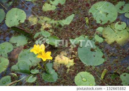 黃色朝薩花 132665882