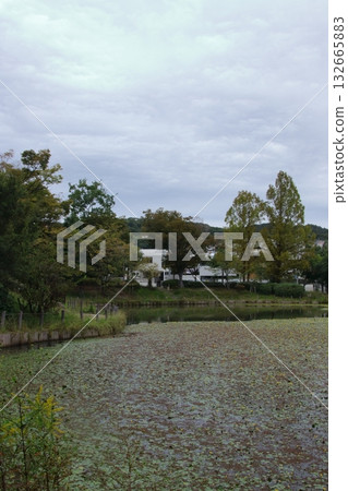 Yellow floating hearts bloom in autumn at Hinoike Park (Nishinomiya City, Hyogo Prefecture) Yellow floating hearts bloom in autumn at Hinoike Park (Nishinomiya City, Hyogo Prefecture) 132665883