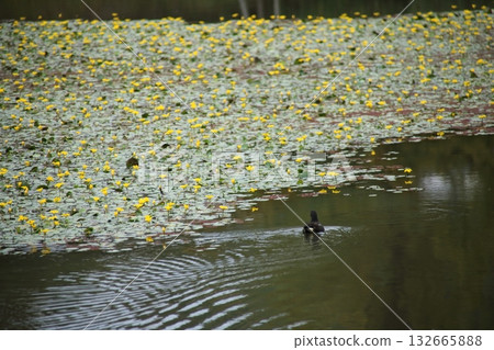 yellow asaza flower 132665888