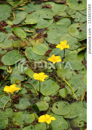 yellow asaza flower yellow asaza flower 132665889